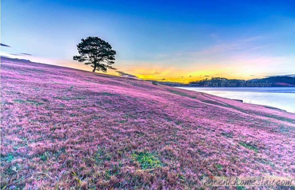 Cẩm nang săn ảnh đồi cỏ hồng Đà Lạt ở thung lũng vàng chi tiết và