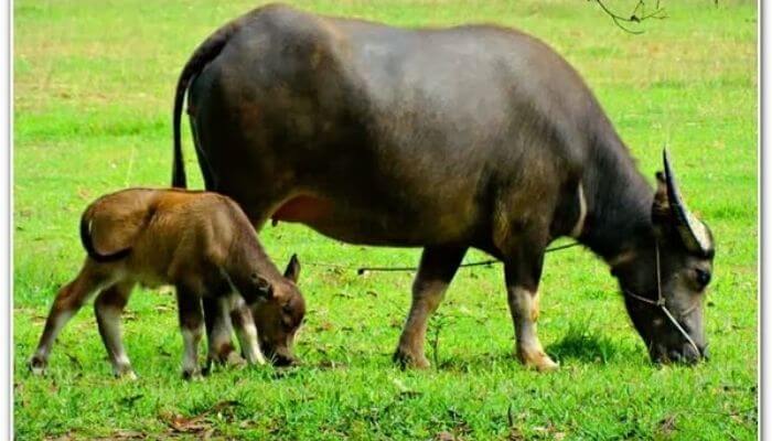 Bạn mơ thấy con trâu, nên chơi con số nào? Giải mã giấc mơ thấy con trâu