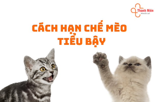 Cách hạn chế mèo tiểu bậy