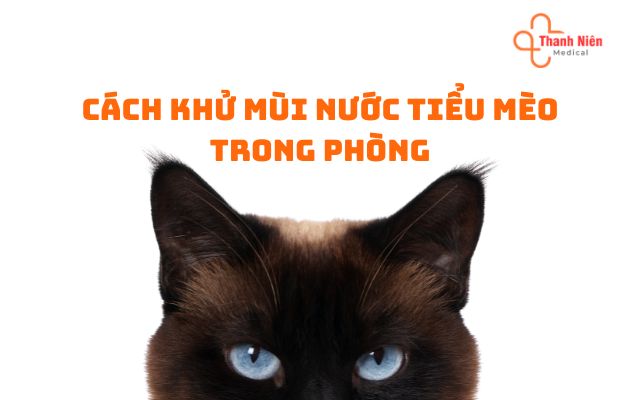 Cách khử mùi nước tiểu mèo trong phòng