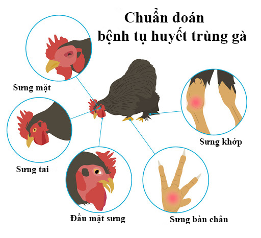 Chẩn đoán bệnh tụ huyết trùng ở gà và cách điều trị