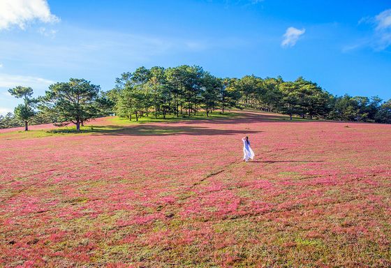 Mùa Cỏ Hồng Đà Lạt - HAVICO Tour