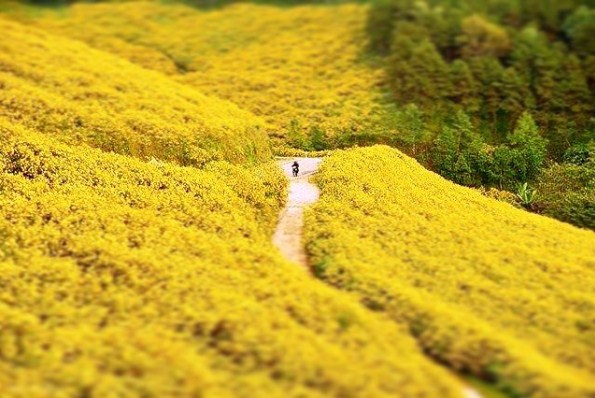 Có nên đi du lịch Đà Lạt tháng 11