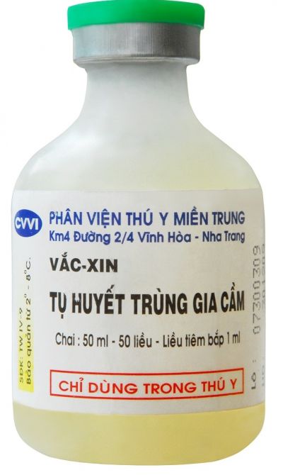 Chẩn đoán bệnh tụ huyết trùng ở gà và cách điều trị