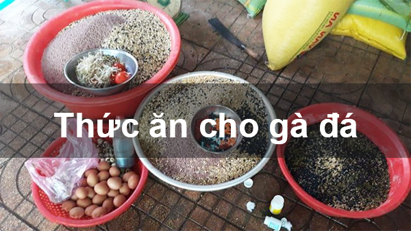 Thức ăn cho gà chọi, gà giống khỏe mạnh - Máu Chiến Thắng