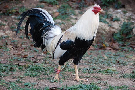 American Bantam, một giống gà mới có nguồn gốc từ gà bantam truyền thống và gà chọi