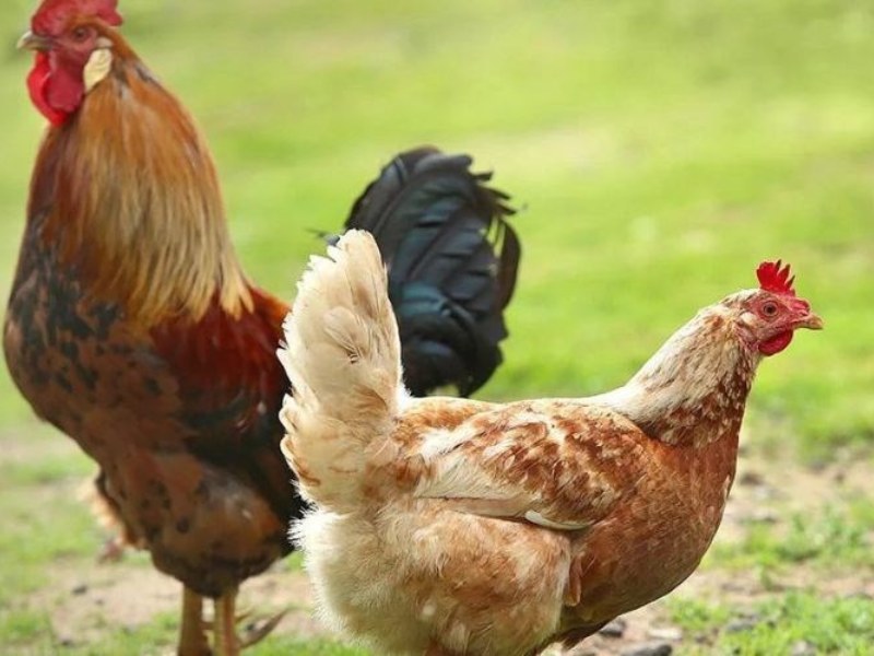 Gà Tam Hoàng là giống gà gì? Khám phá những món ăn ngon được chế biến từ giống gà này.