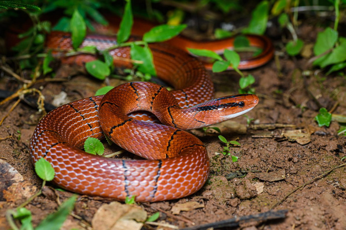 Loạt ảnh: Danh sách 20 loài rắn ấn tượng nhất Việt Nam - Redsvn.net