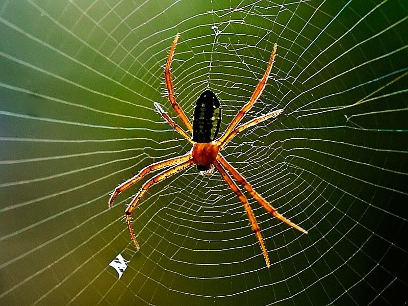 Những điều thú vị khi mơ thấy nhện