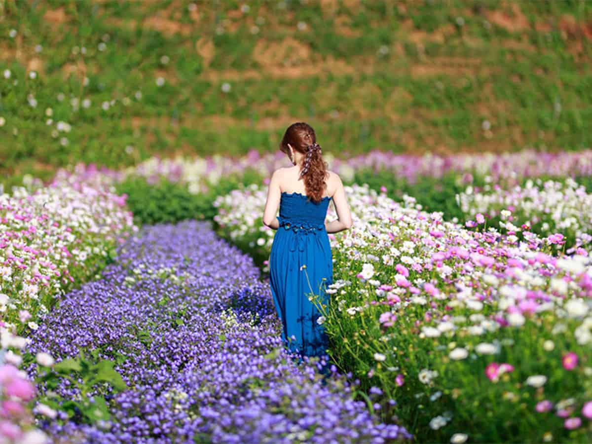 Top 24 vườn hoa Đà Lạt cực đẹp – Tha hồ check-in sống ảo