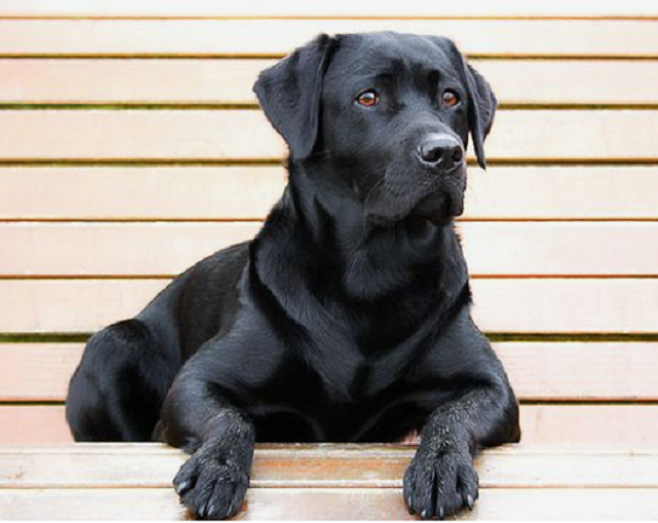 Các giống chó đen phổ biến – Đặc điểm khi nhân giống
