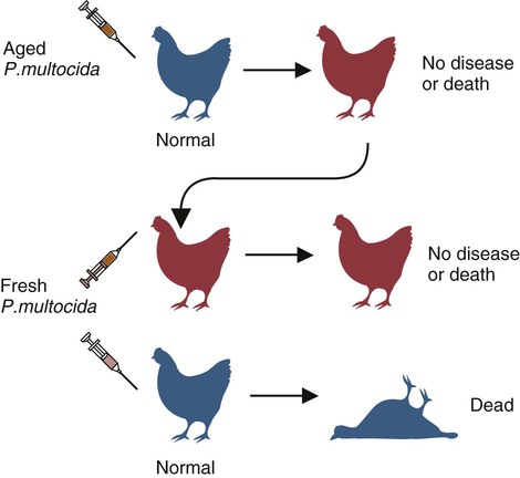 Chẩn đoán bệnh tụ huyết trùng ở gà và cách điều trị