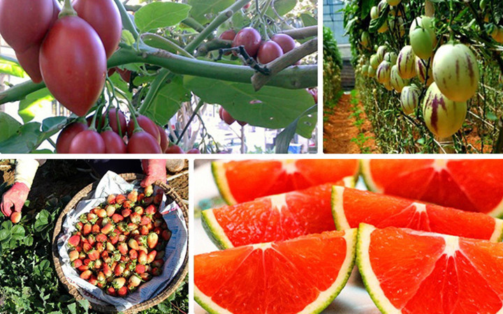 Những hoa quả giống ngoại trồng ở Đà Lạt gây “sốt” thị trường | VOV.VN